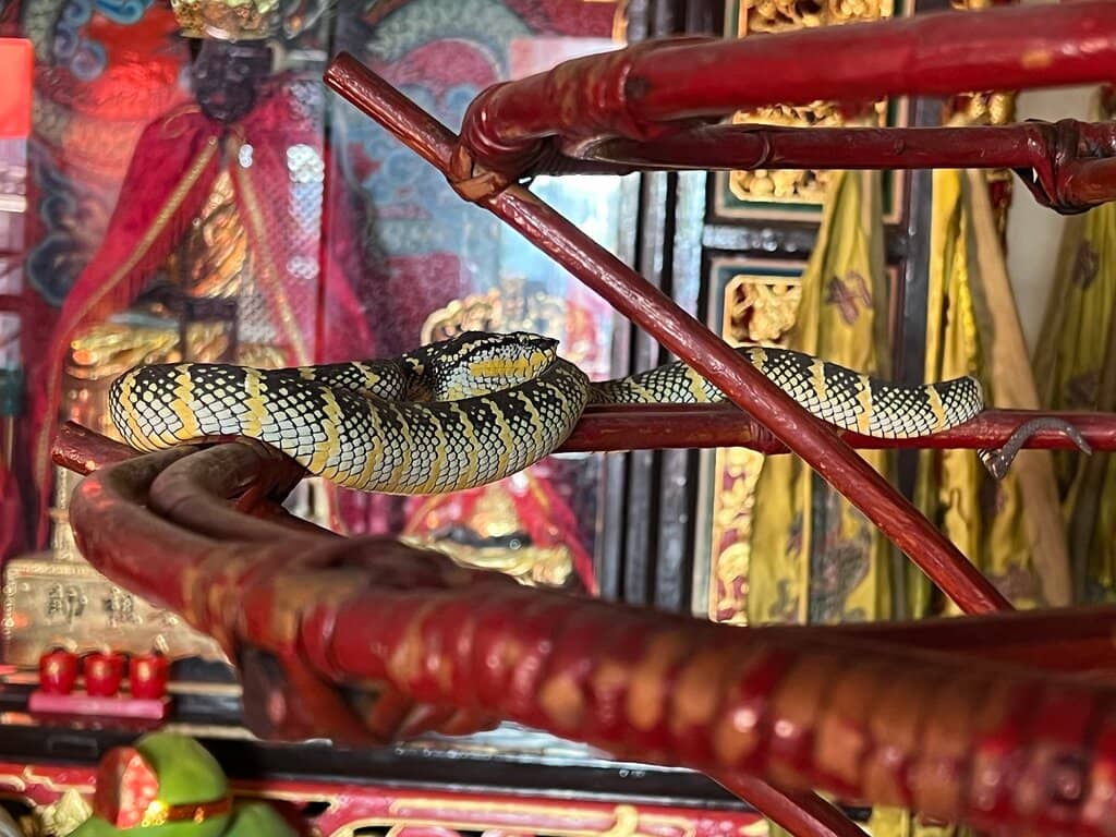 Snakes in Natural Habitat