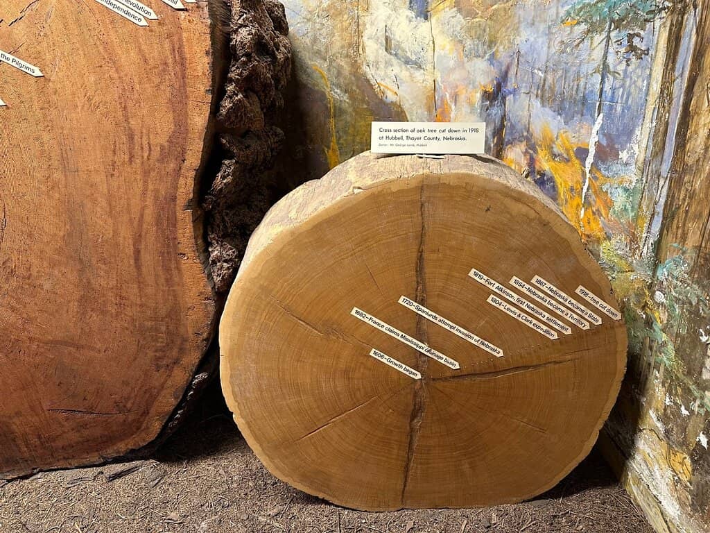 Interactive Bee Exhibit