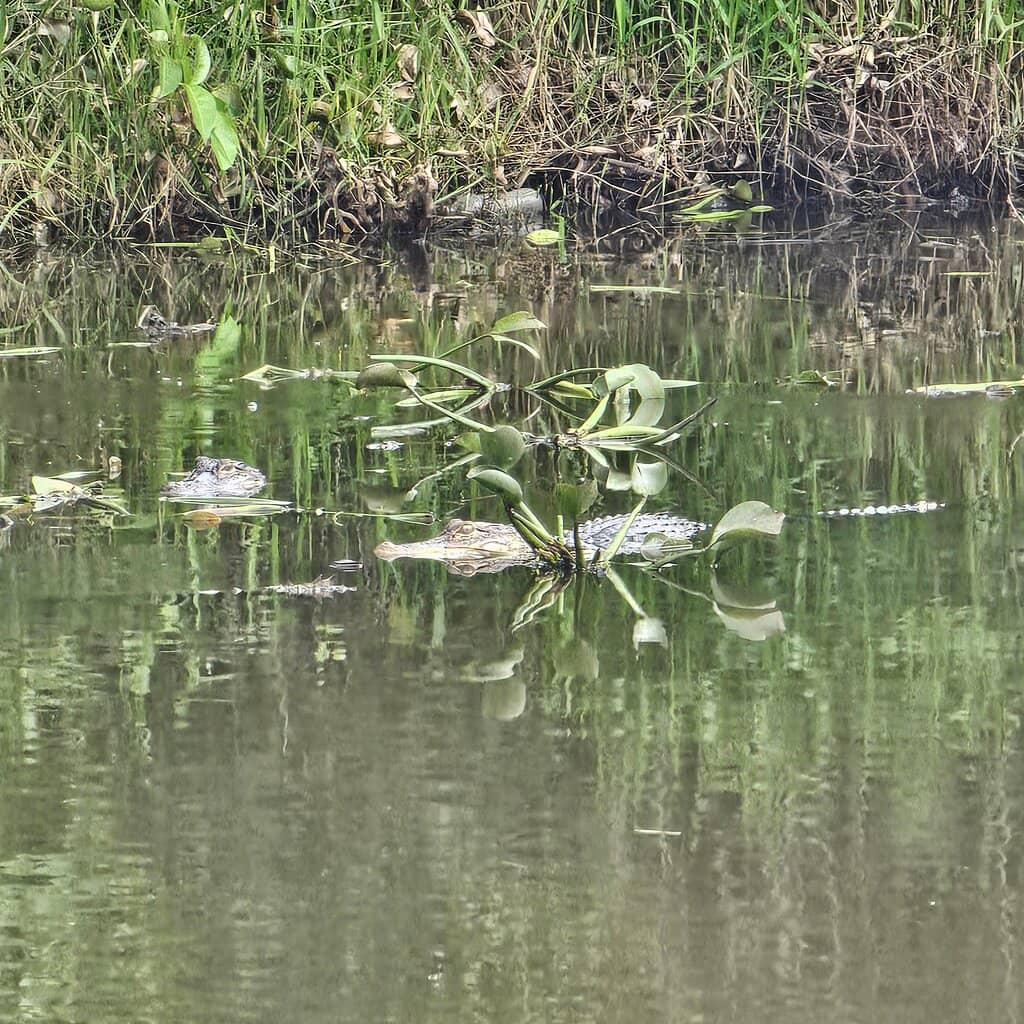 Abundant Birdlife