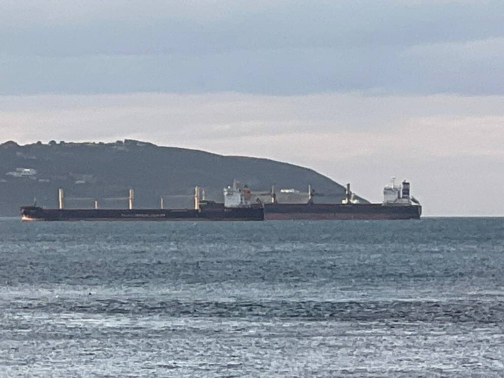 Seal Spotting at the Pier