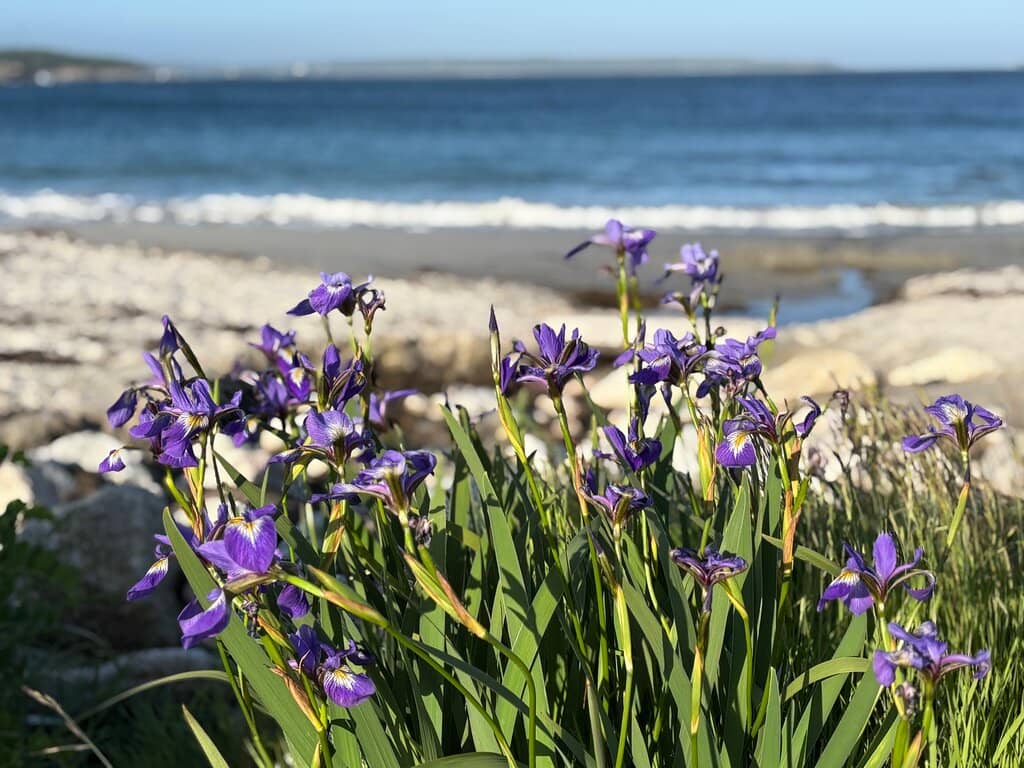 Pennant Point Trail
