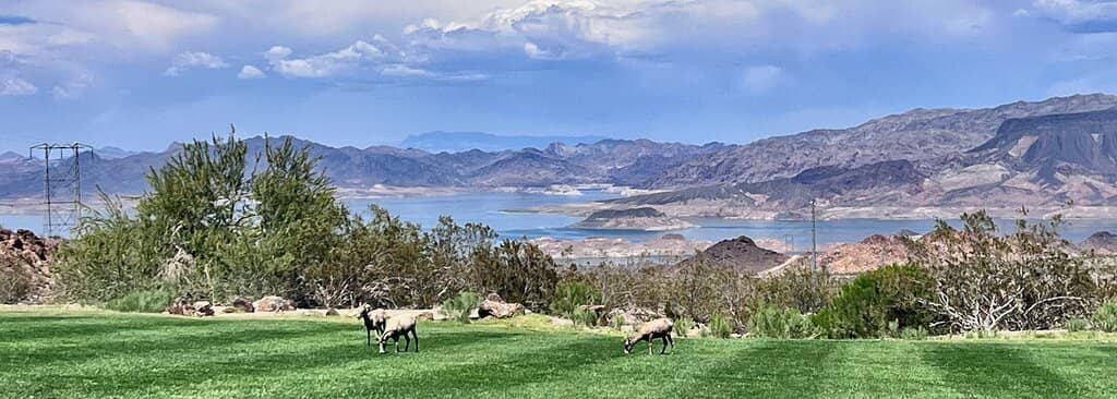 Lake Mead Views