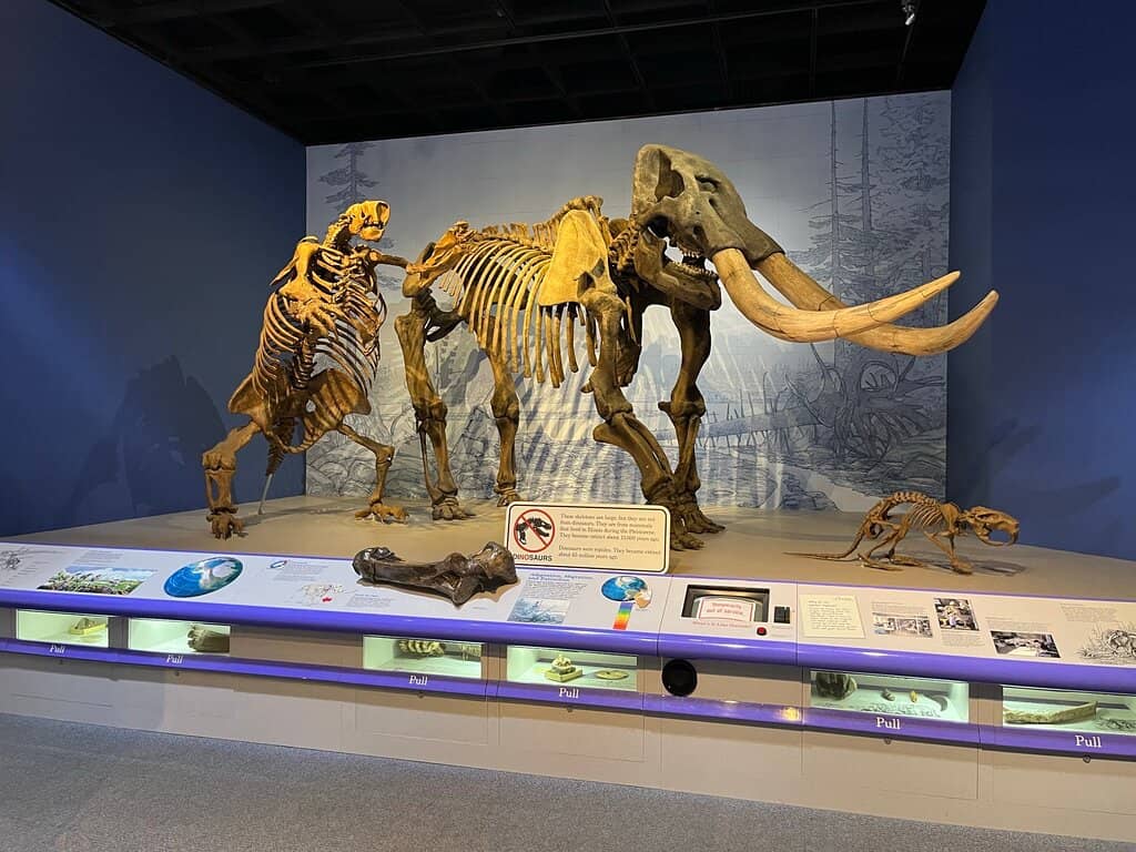 Natural History Exhibits