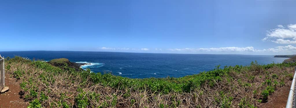 Seabird Spectacle