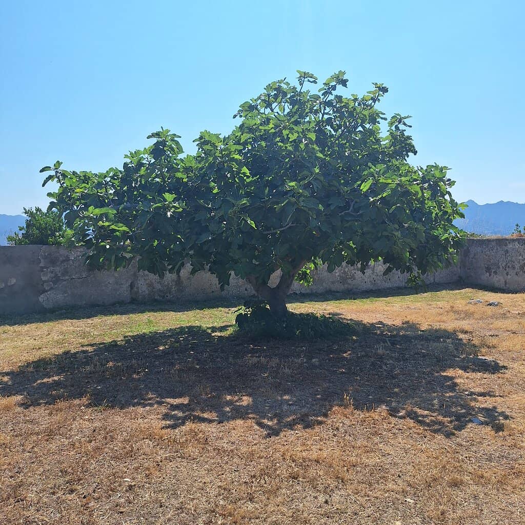 Fort Falcone