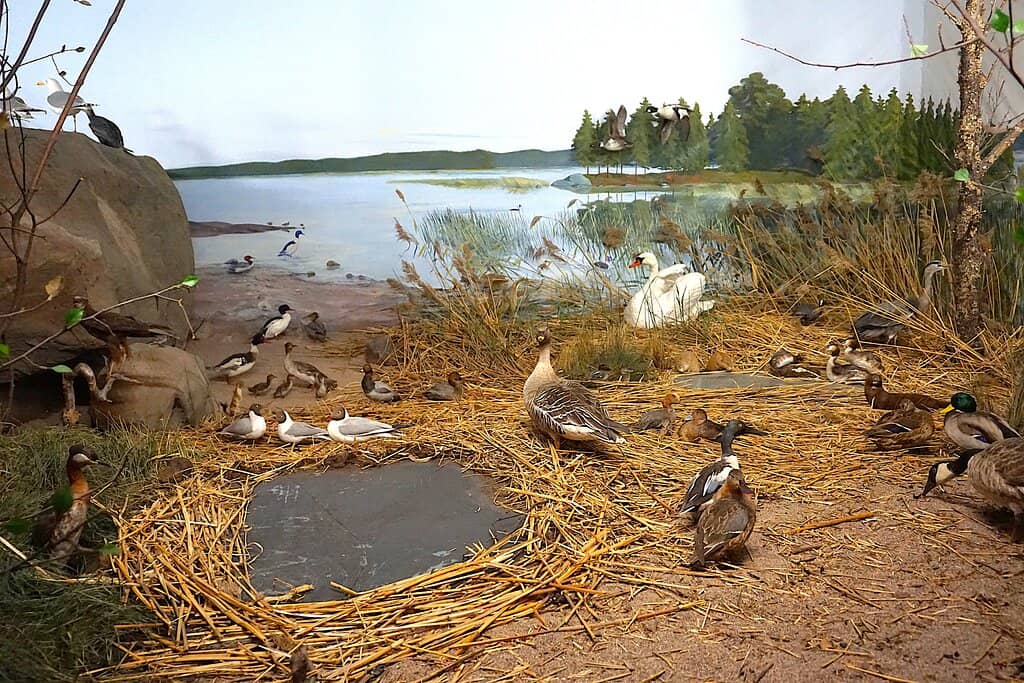 Dioramas of Finnish Habitats