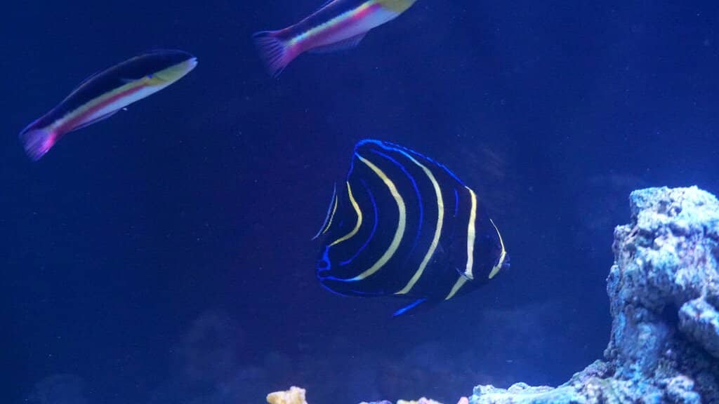 Planetarium Shows