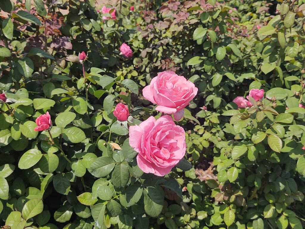 Rose Garden