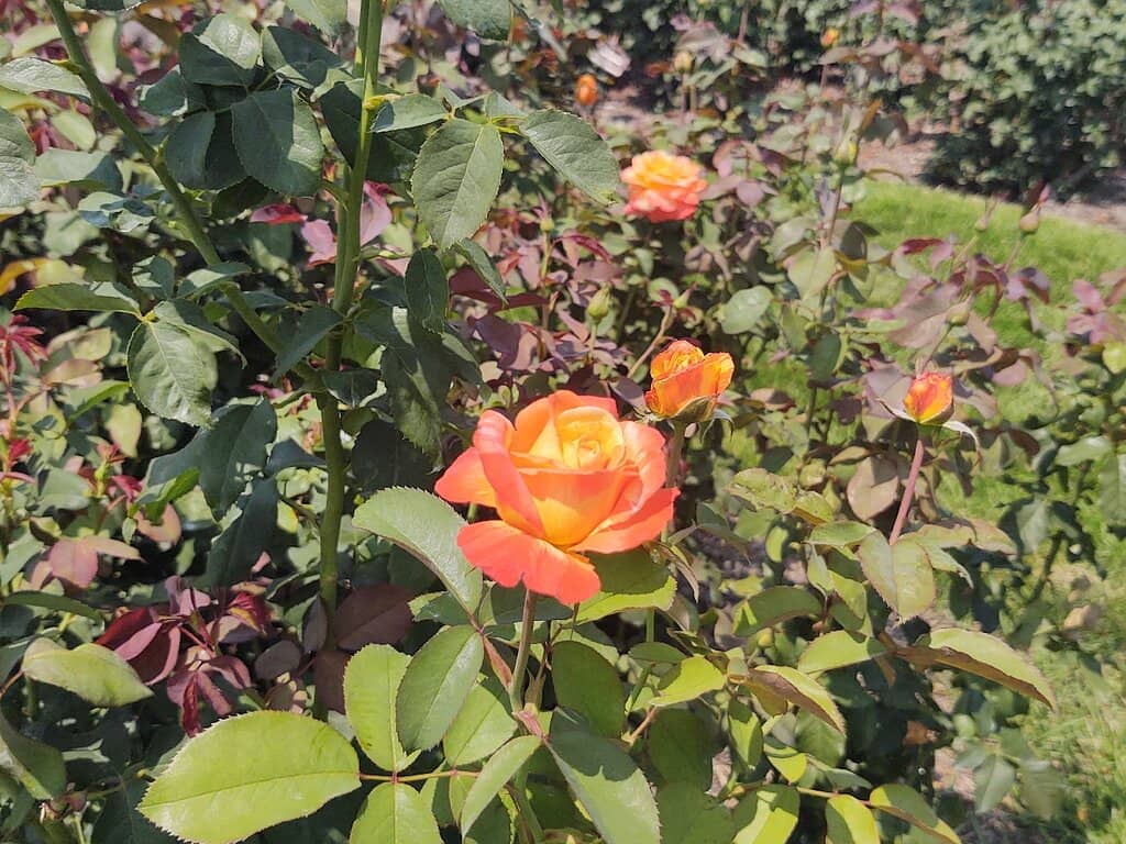 Children's Garden