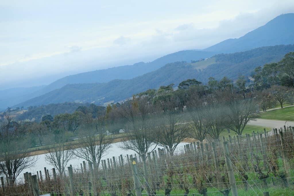 Vineyard Views & Dining