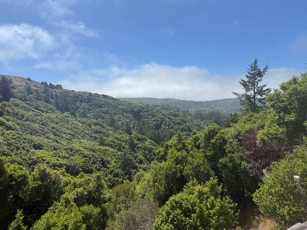 Redwood Groves