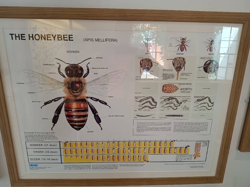 Victorian Natural History Collection