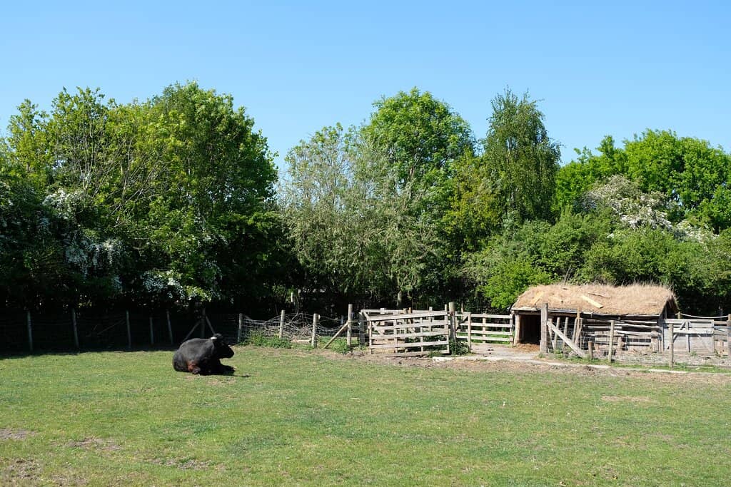 Anglo-Saxon Village & Farm
