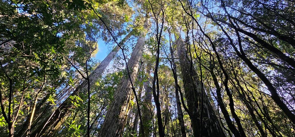 Remnant Alerce Forest
