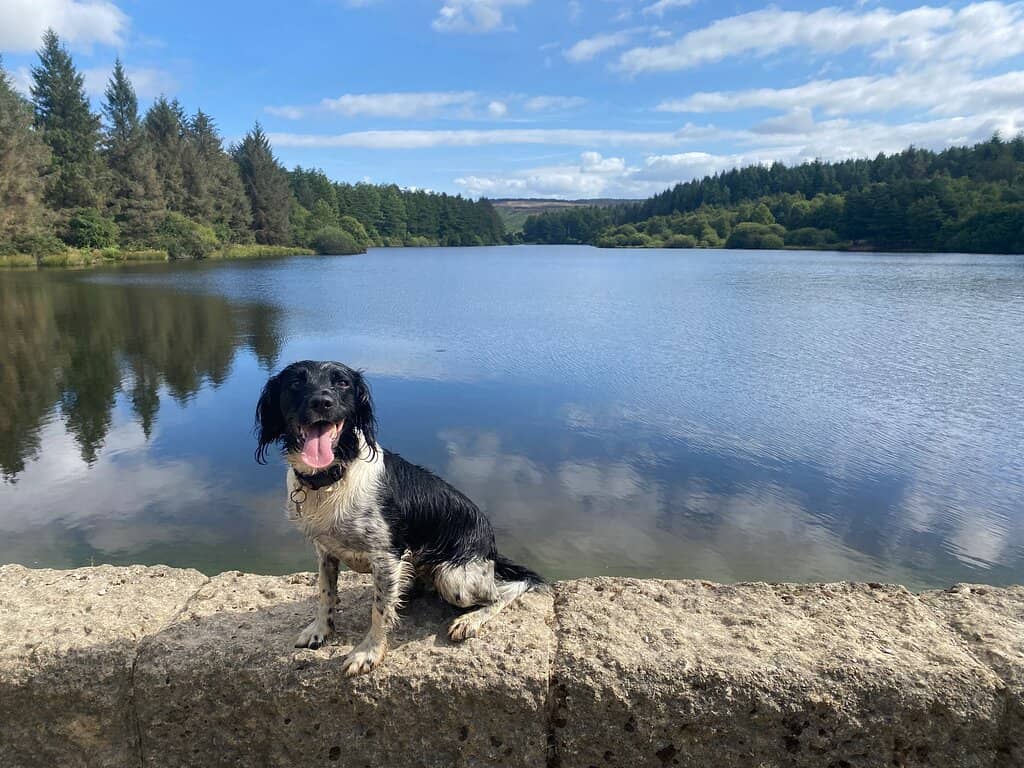 North York Moors Views