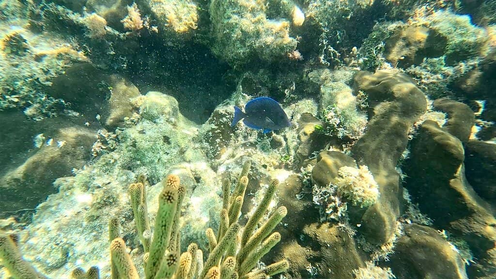 Less Crowded Than Hol Chan