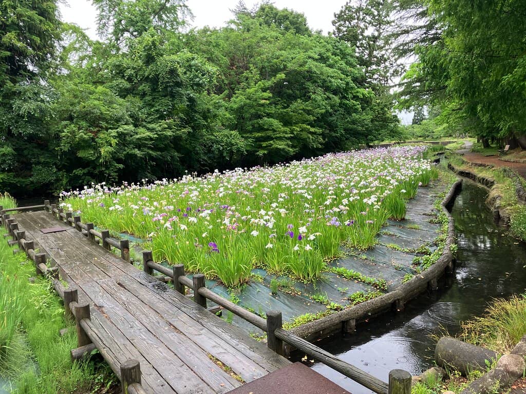 Cherry Blossom Viewing