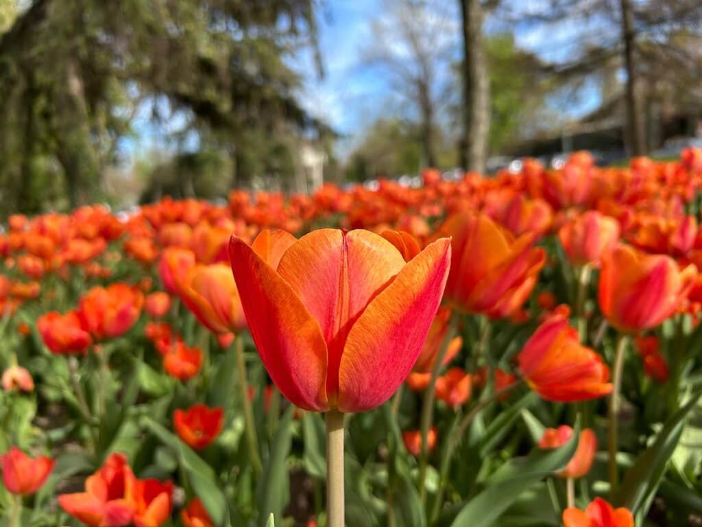 Tulip Gardens
