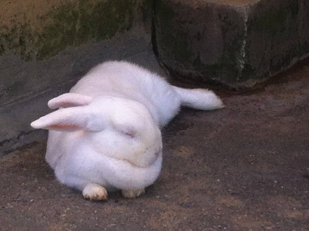 Peacocks on Castle Grounds