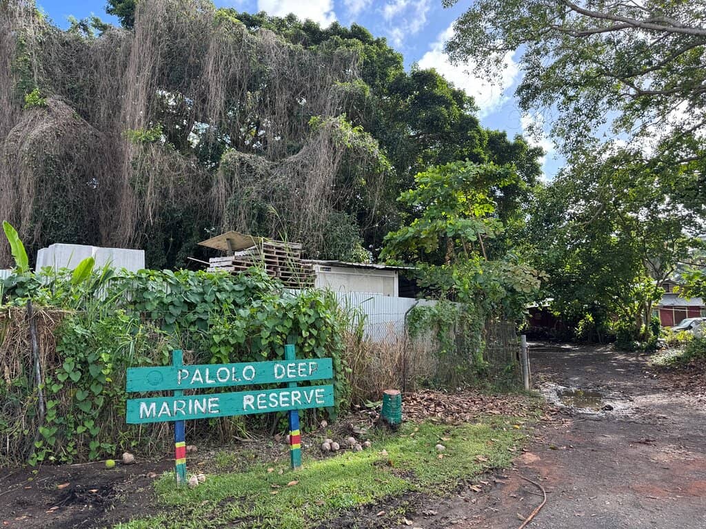 Rare Batfish Sightings