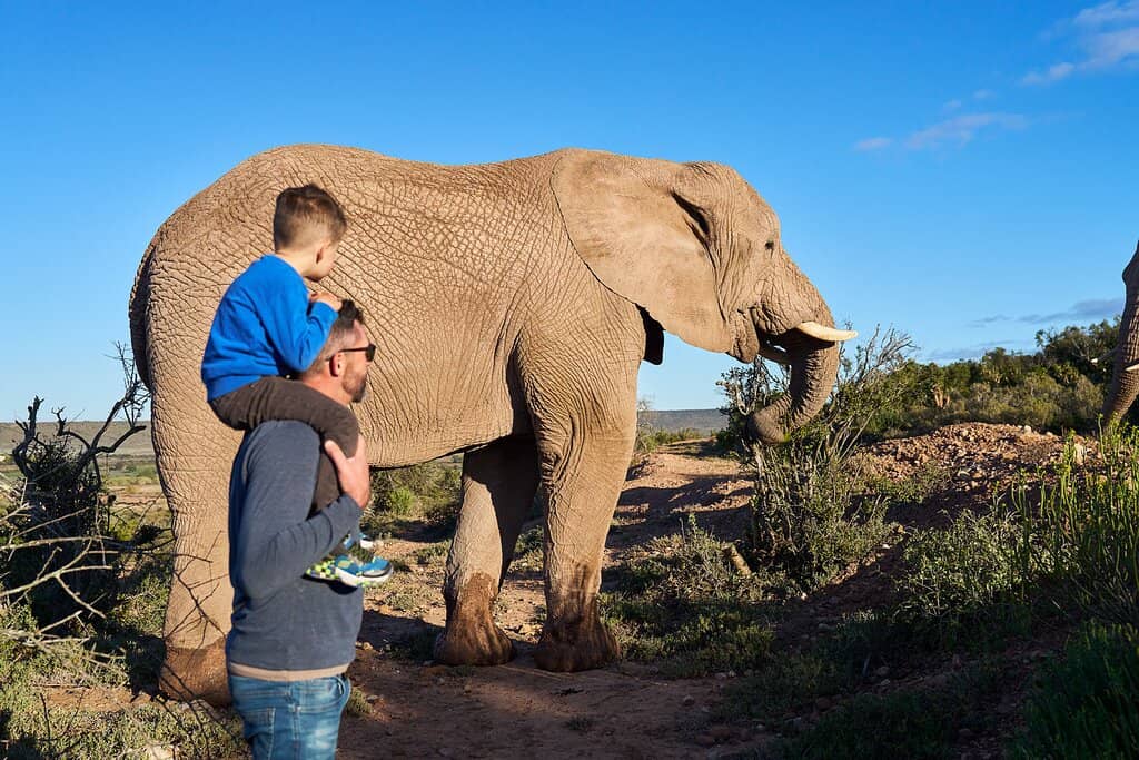 Luxury Safari Tents