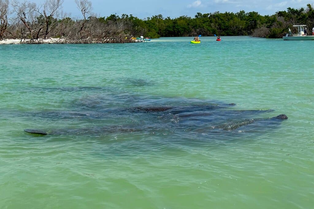 Manatee Tour