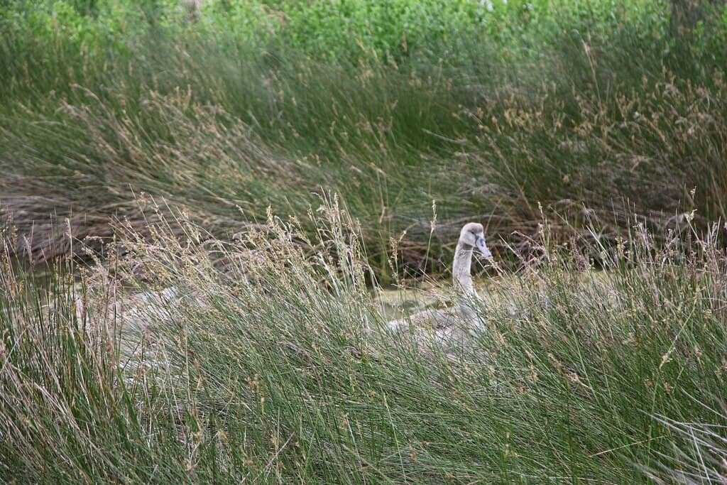 Wetland Landscapes