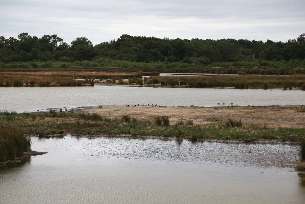 Bird Hides