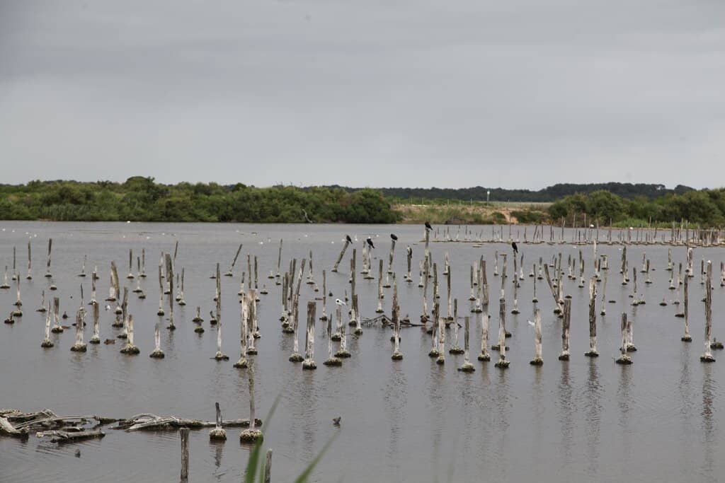 Belvédère du Teich