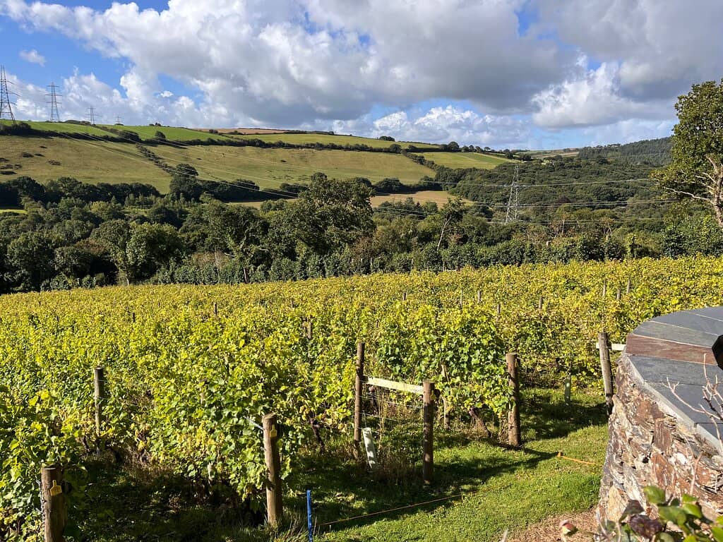 Vineyard Tour & Tasting