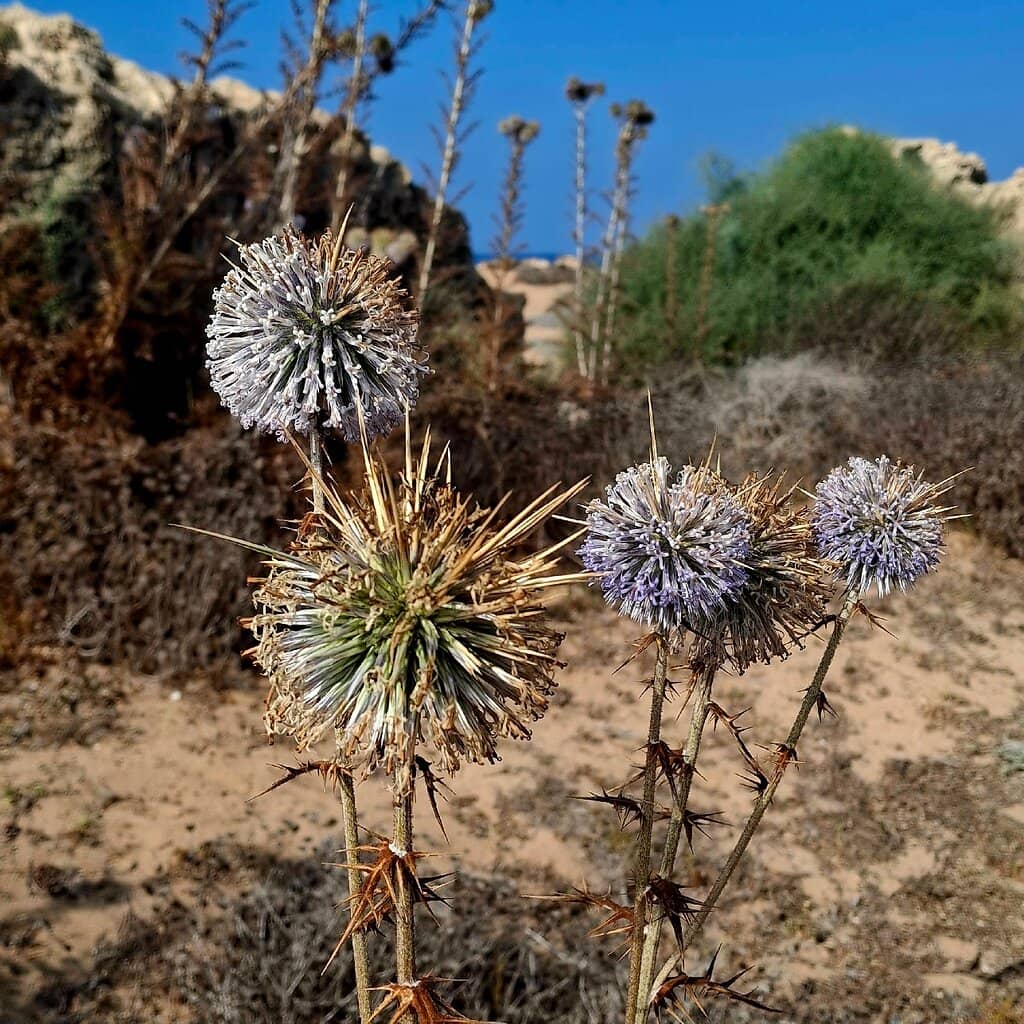 WWII Aviators Memorial