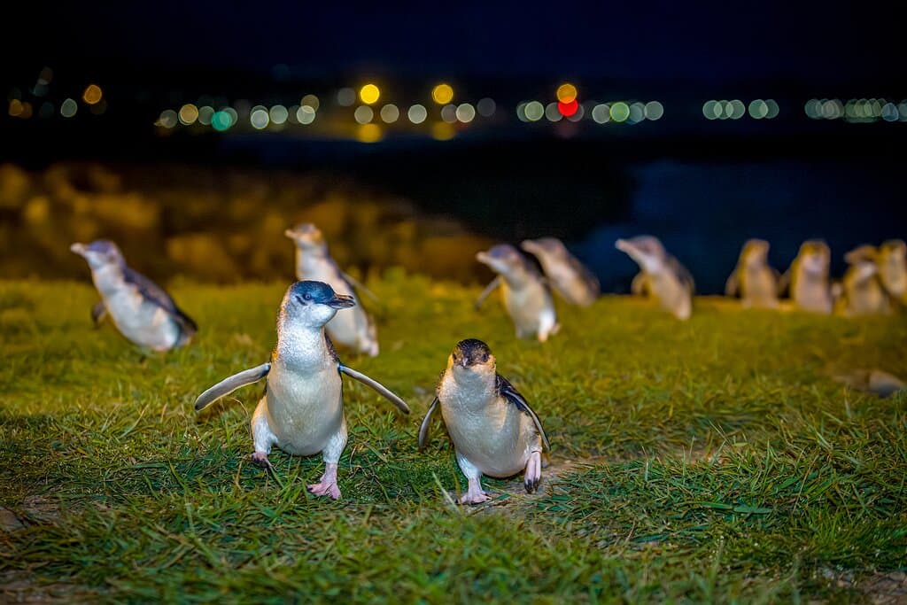 Watch them in their natural habitat as they return from a day fishing at sea.