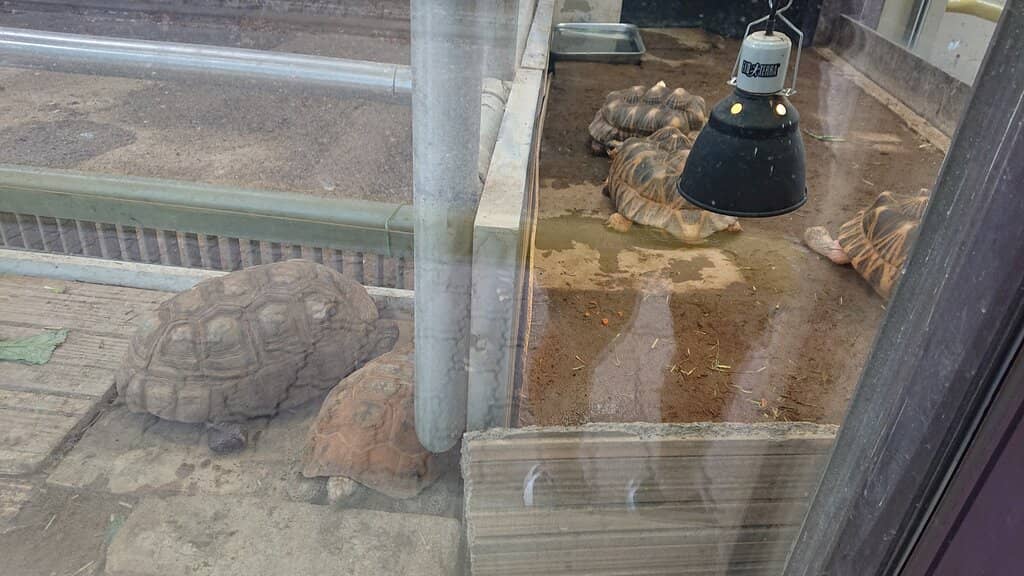 Japanese Wildlife