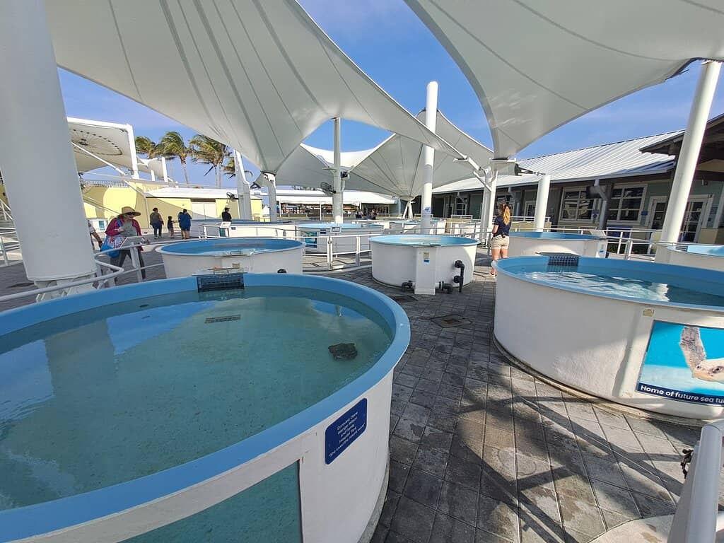 Sea Turtle Rehabilitation Tanks