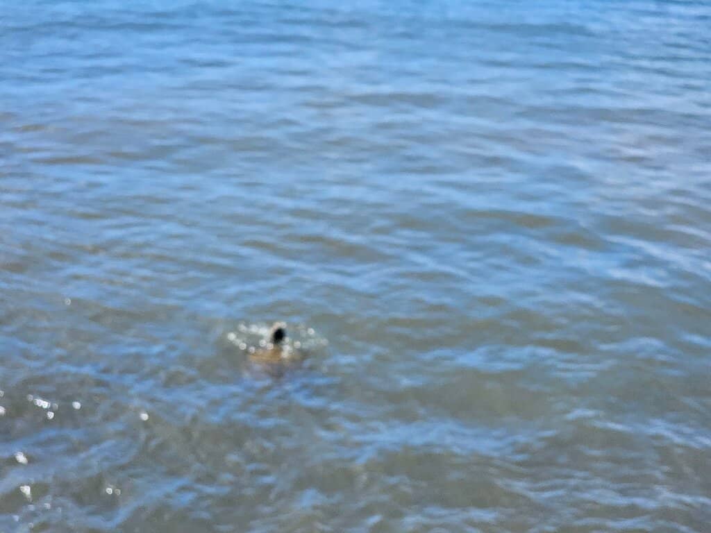 Sea Turtle Encounters