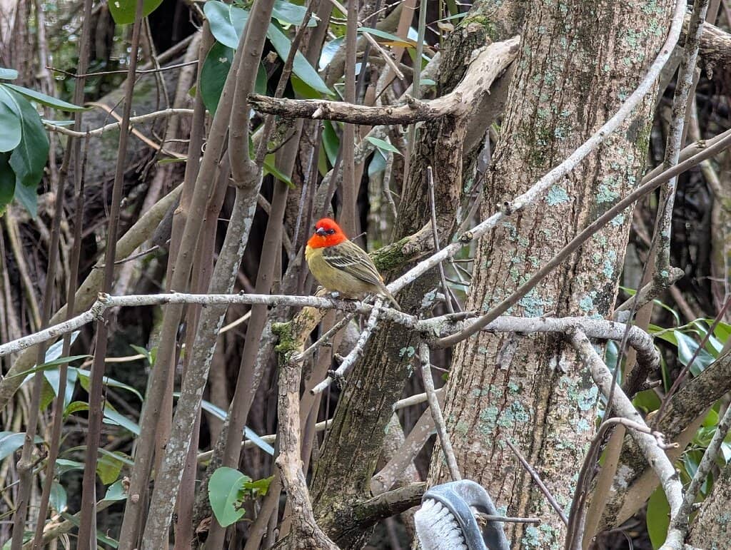 Aldabra Giant Tortoises