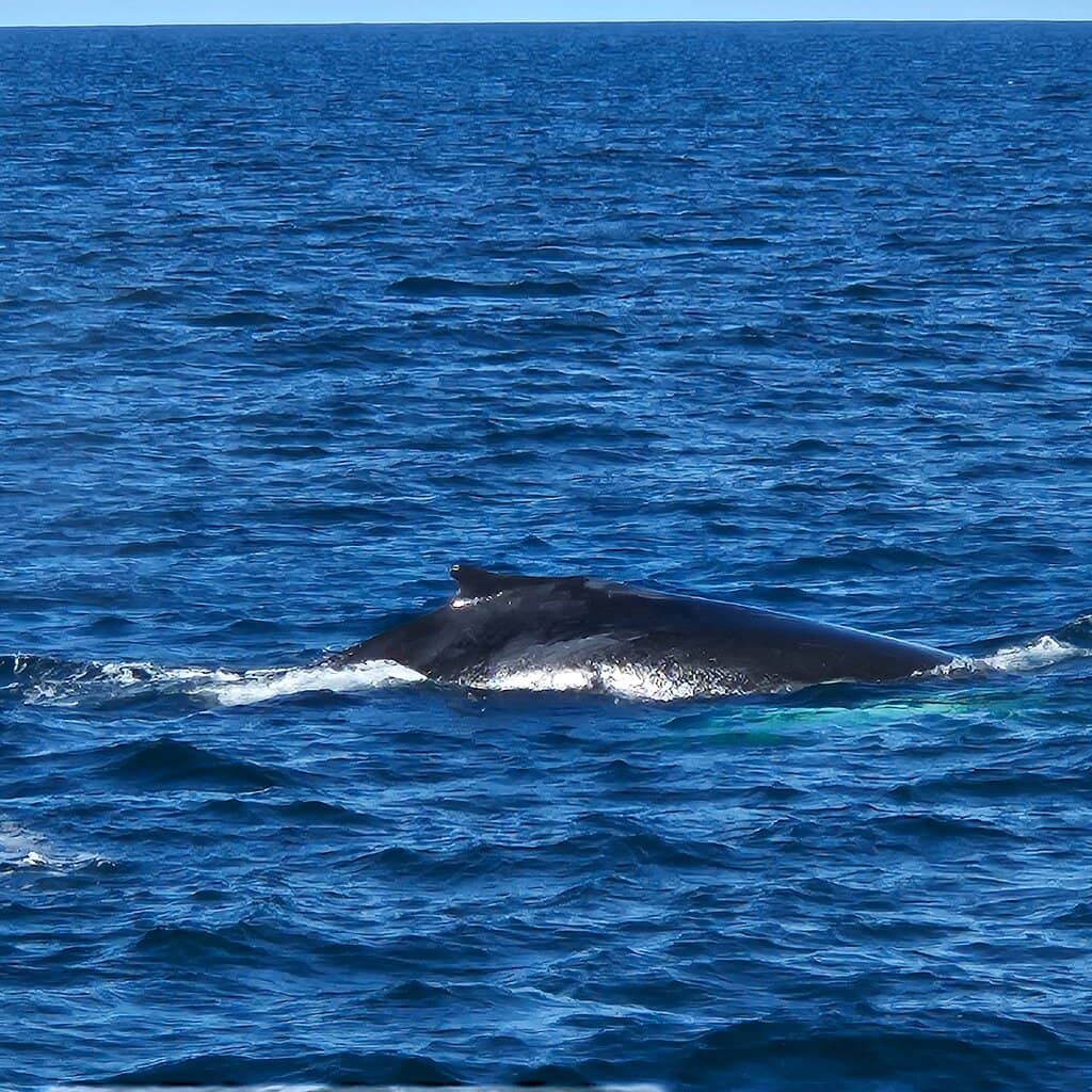 Mola Mola (Ocean Sunfish)
