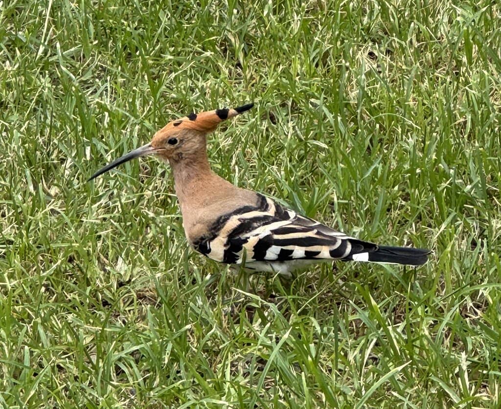 Summer Evenings Alive