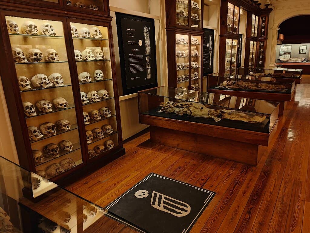 Skeletal Remains & Skulls