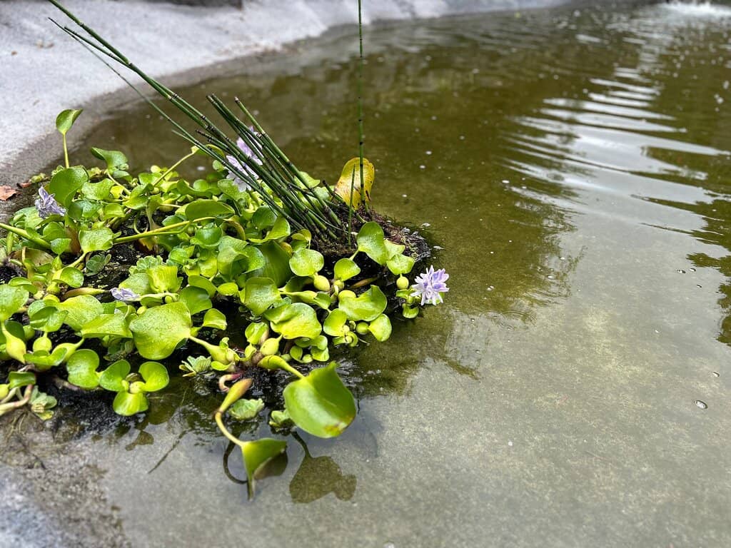 Koi Pond