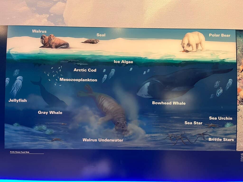 Human Evolution Exhibits