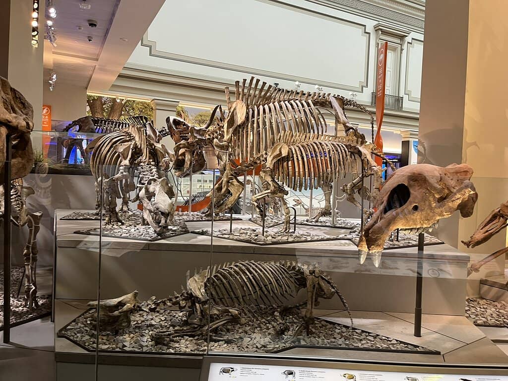 Dinosaur Models and Fossils