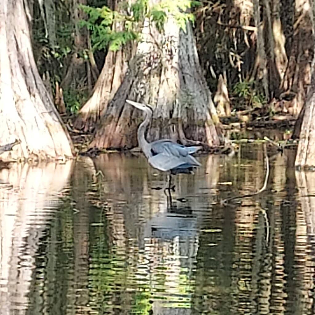 Wildlife Sightings