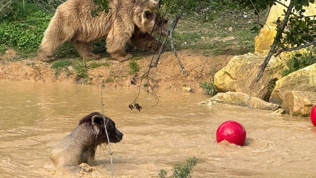 Playful Rescued Bears