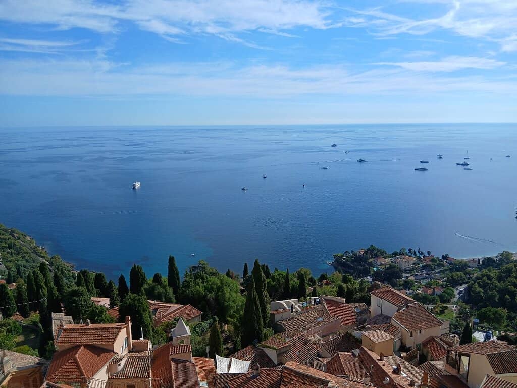 Thousand-Year-Old Olive Tree