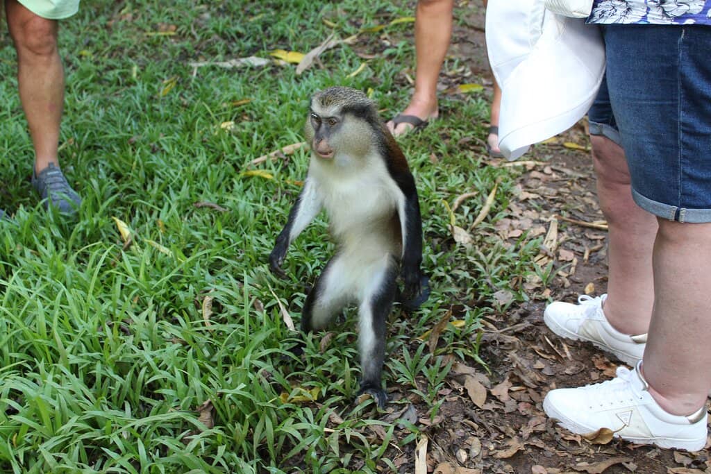 Monkey Encounters