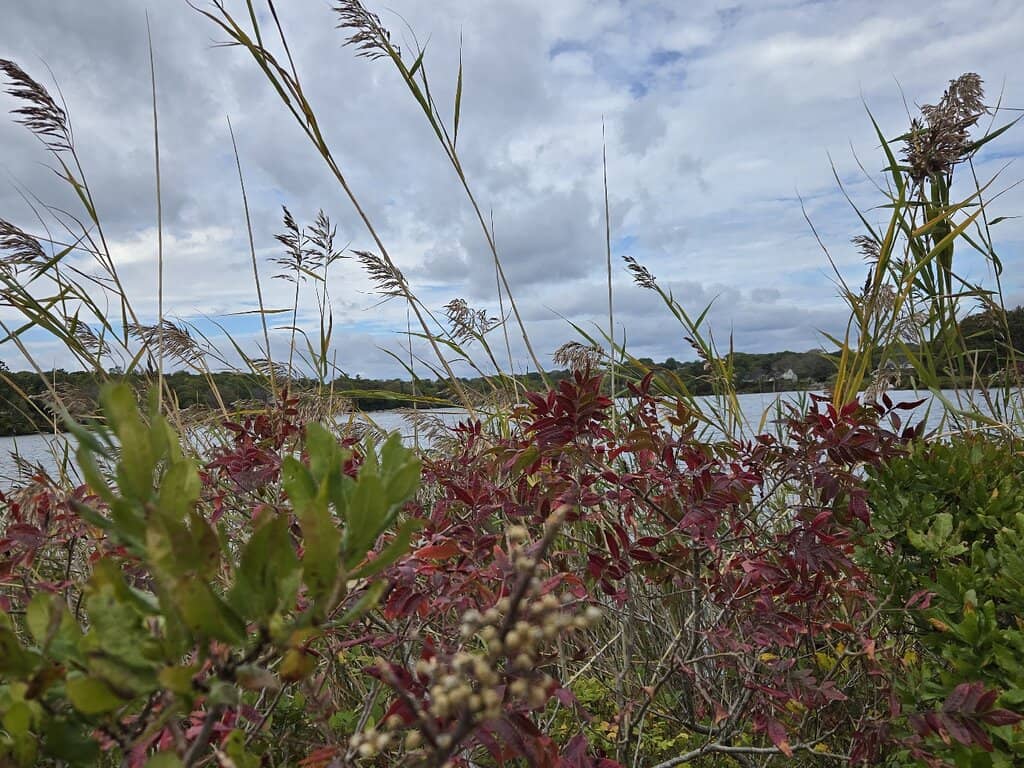 Marshland Serenity