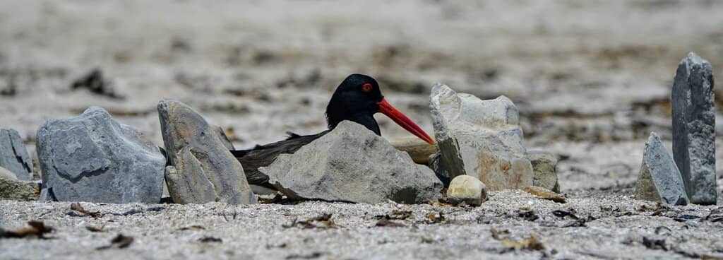 Ballestas Islands