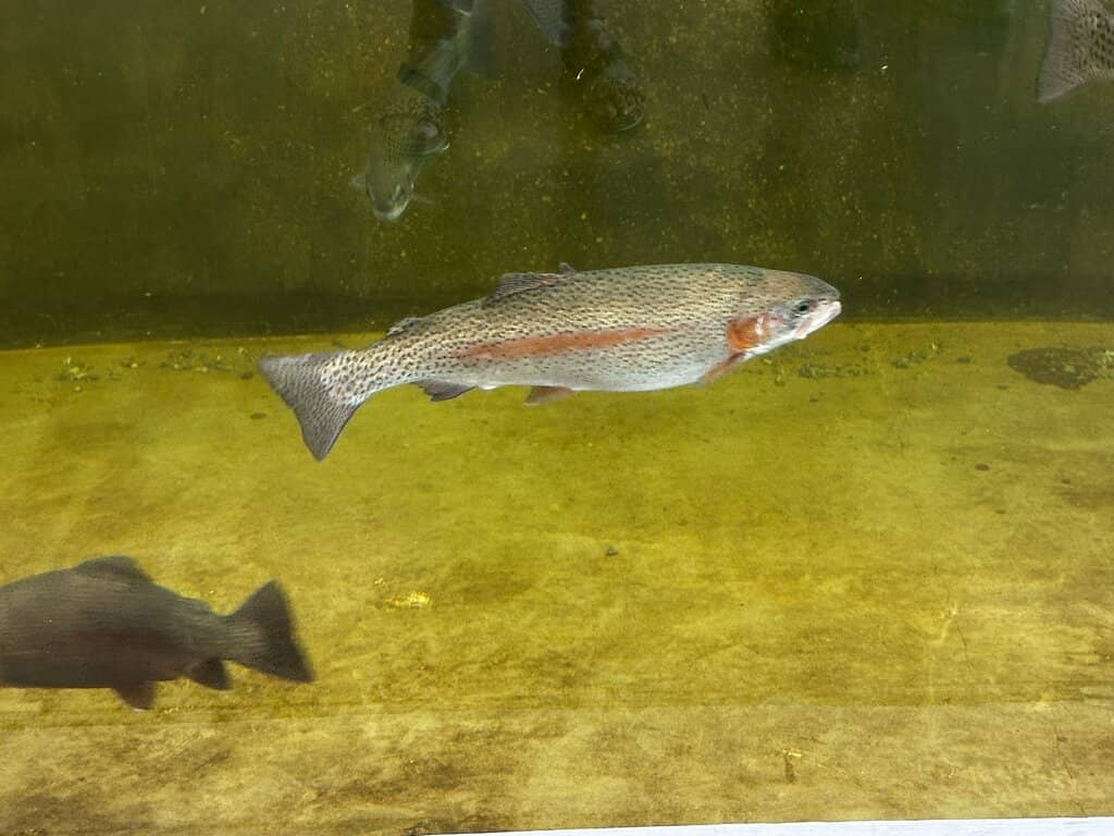 Tiger Lily: The Two-Headed Snake