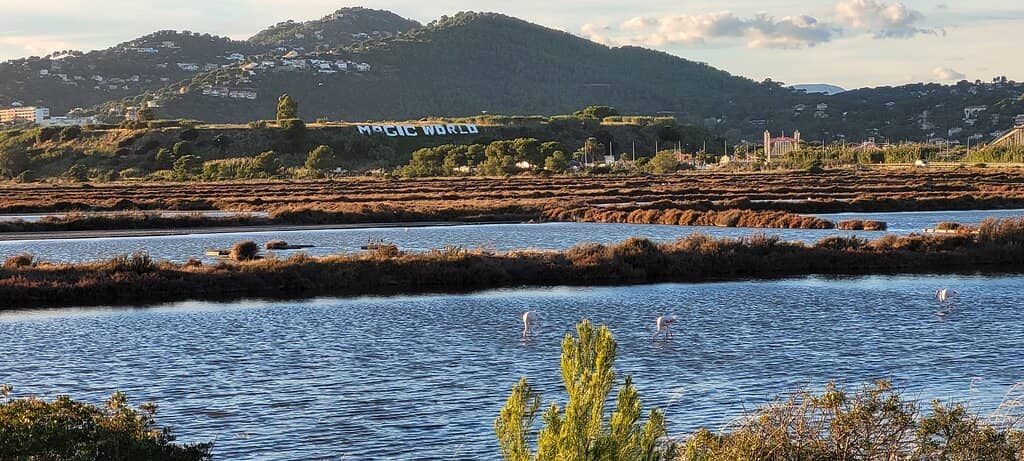 Salt Marsh Landscape